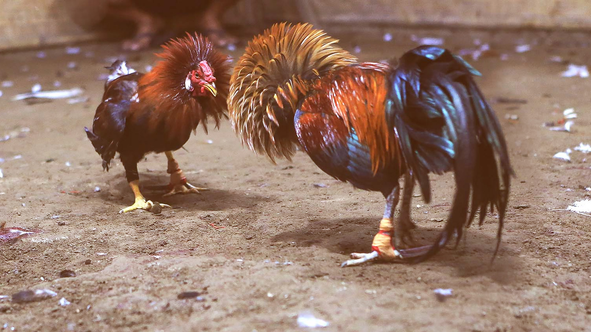 Cock fighting